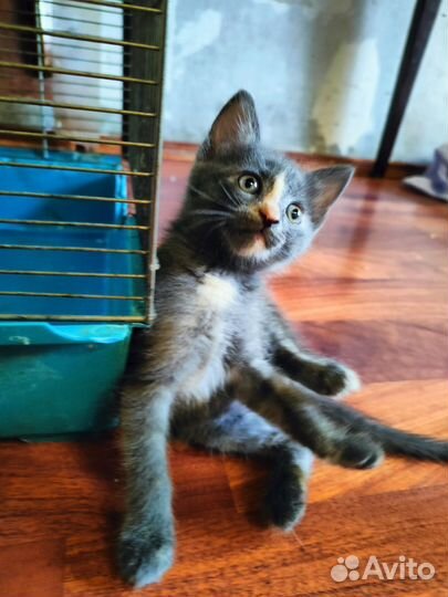 Котенок серый в хорошие руки