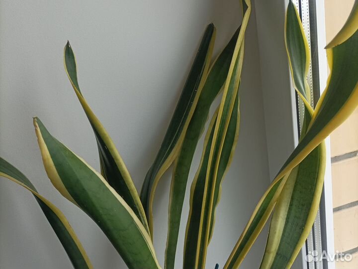 Сансевиерия трёхцветная высота 95 см