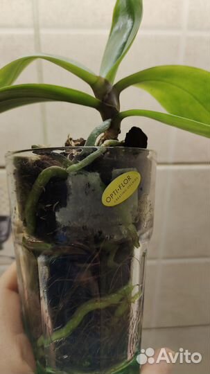 Детка орхидеи фаленопсиса Джулии ароматной