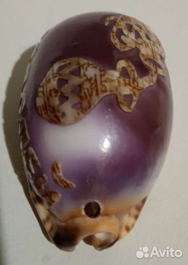 Ракушка Каури Водолей