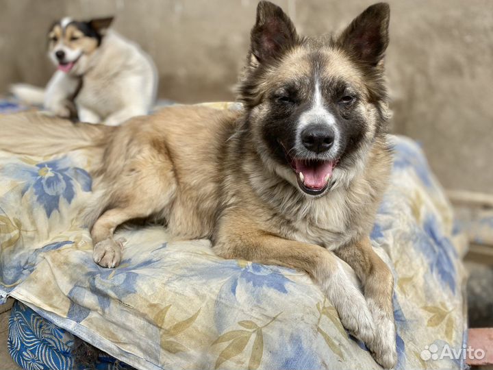 Собака красавица