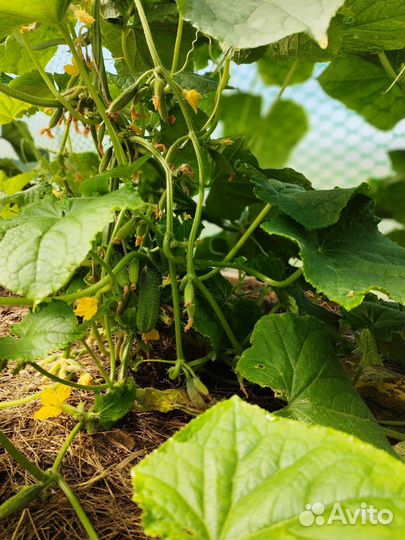 Продукты питания