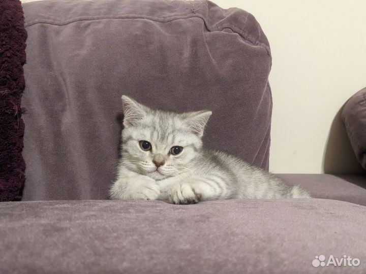 Британские котята