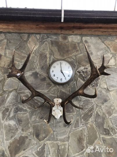 Рога оленя, лось, косуля