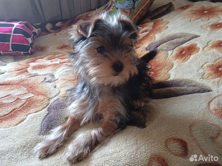 Йоркширский терьер