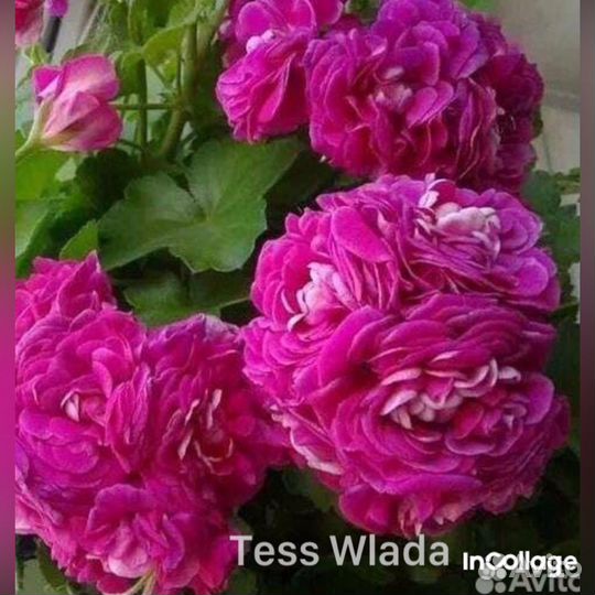 Пеларгония Тесс Влада