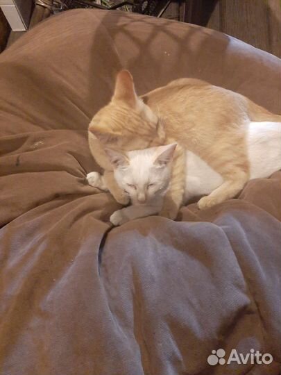 Котята в добрые руки бесплатно