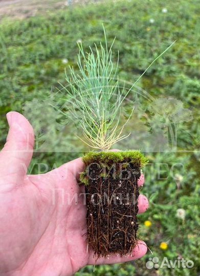 Сеянцы на лесовосстановление Горная сосна Мугус зк