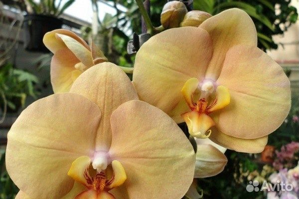 Орхидея Phal. Карина (Африканский закат)