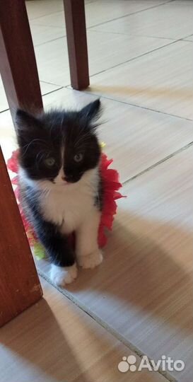 Кошечка 1.5 месяца в заботливые руки