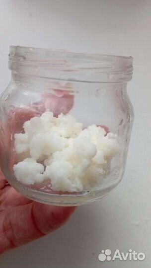 Тибетский молочный гриб/Чайный гриб