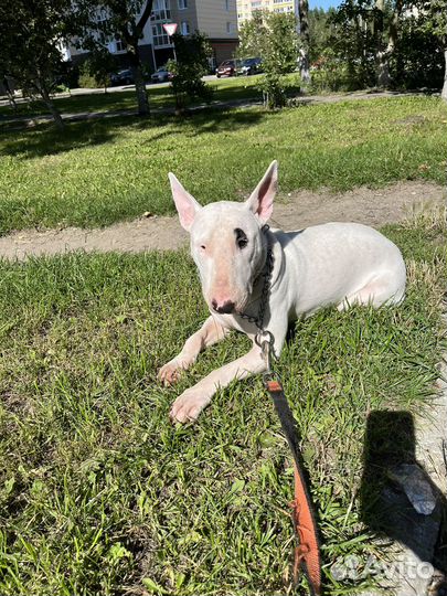 Бультерьер вязка