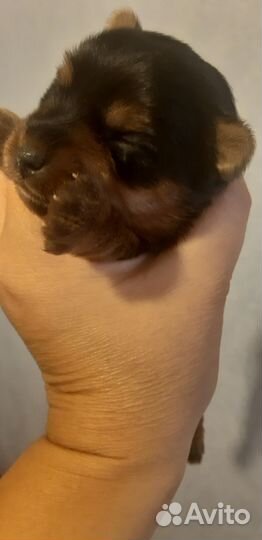 Продаються щенки Йоркширского терьера