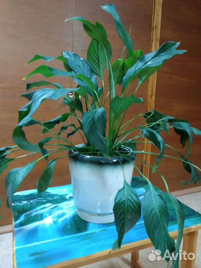 Спатифиллум