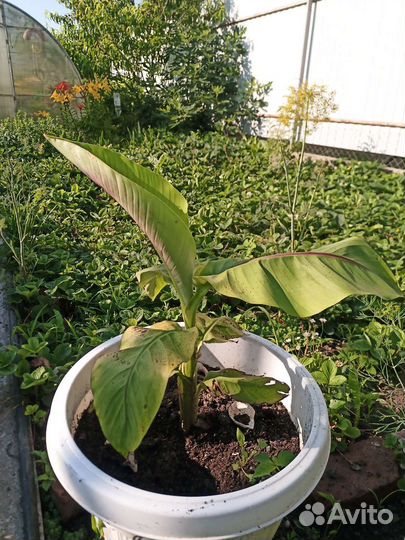 Банановая пальма