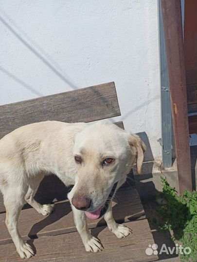Отдам лабрадора
