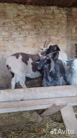 Баран текстиль эдельбай