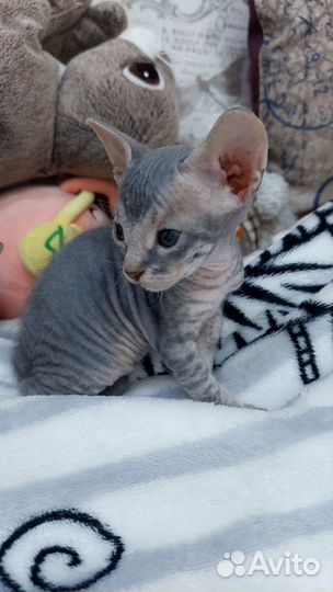 Котята донского сфинкса Велюр
