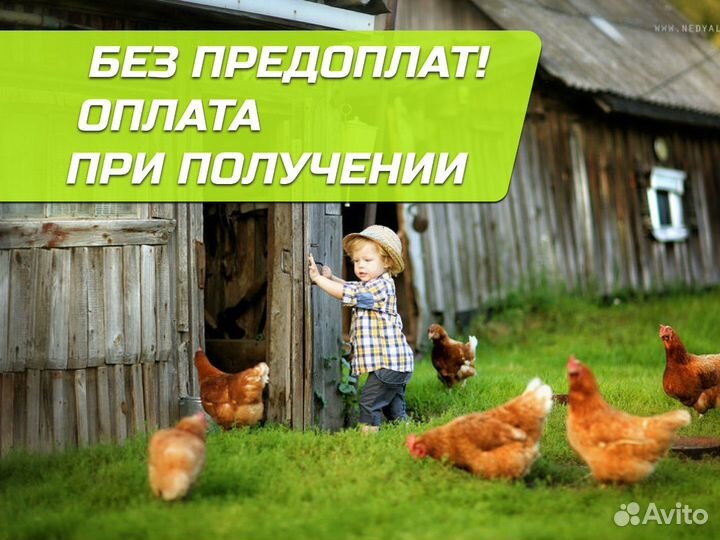 Куры несушки с доставкой