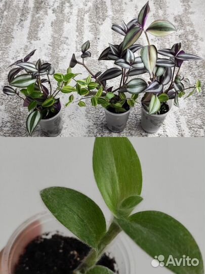 Филодендрон монстера гинура эпипренум кислица