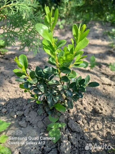 Саженцы самшита