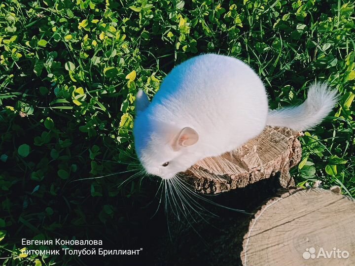 Груминг шиншилл услуги
