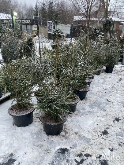 Ель новогодняя живая