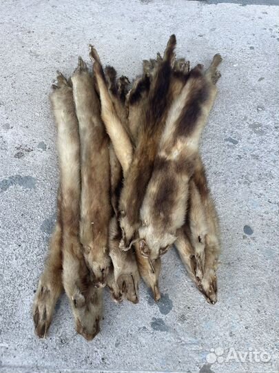 Шкуры Норки