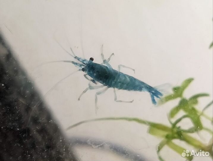 Креветки блю дрим