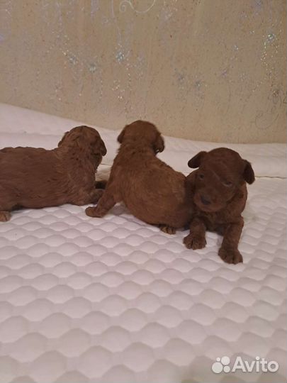 Щенки той пуделя. Мальчики. С. документами. скор