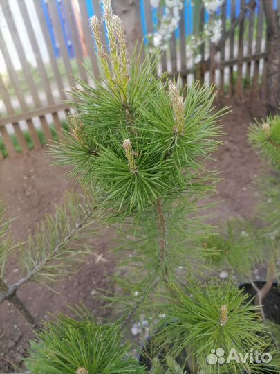 Сосны и можжевельники