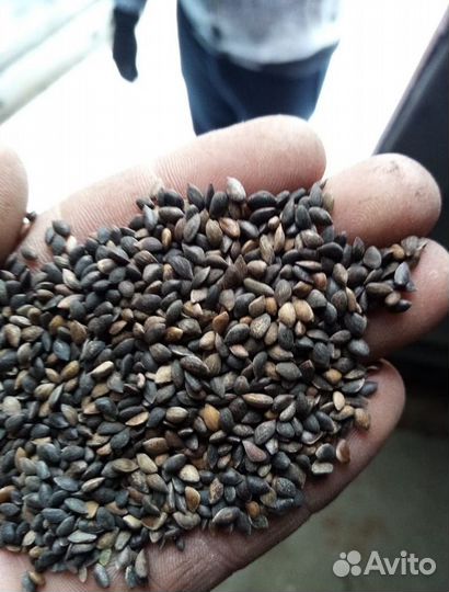 Семена ели от производителя