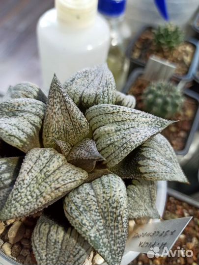 Haworthia Splendens x Picta - Хавортия гибрид