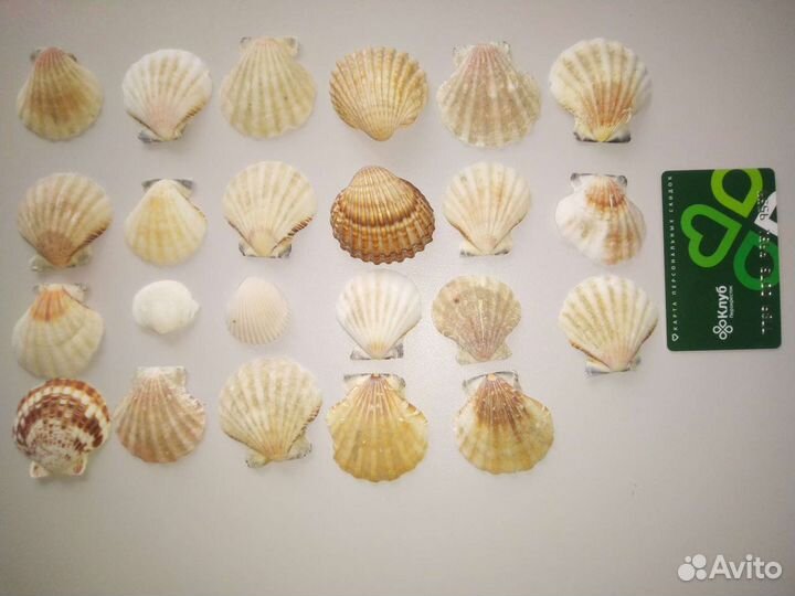 Морские ракушки