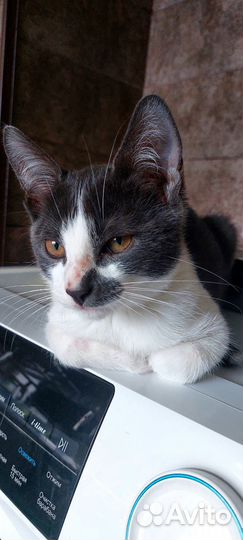 Котик бесплатно