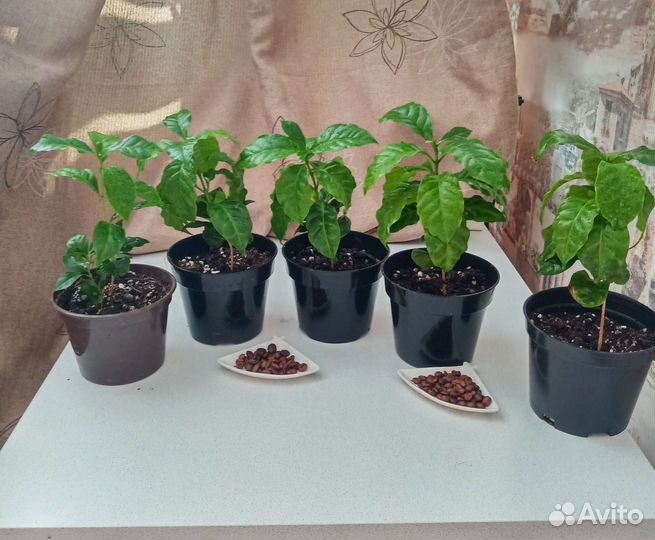 Аравийское кофейное дерево