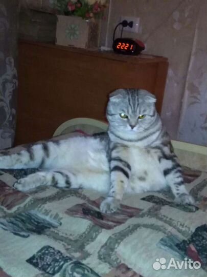 Вязка. Шикарный крупный шотландец Скотиш фолд