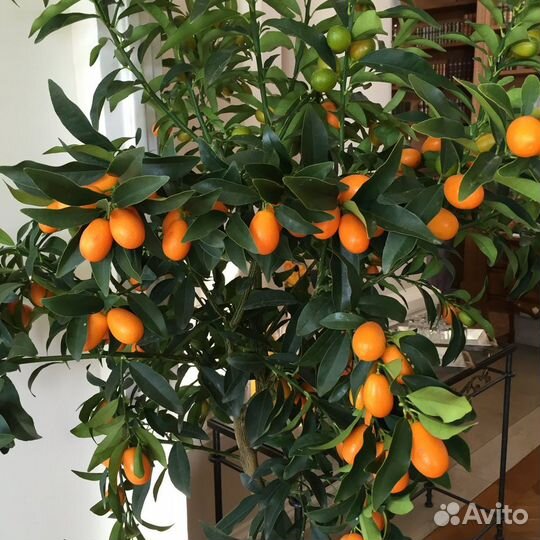 Цитрусовые растения