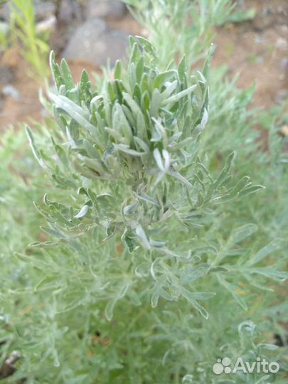 Ромашка садовая, полынь