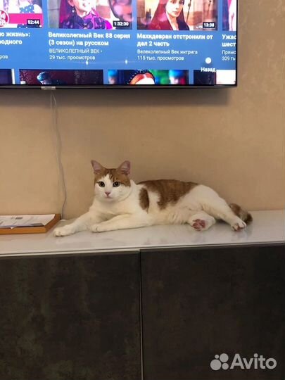 Передержка с ветврачом (зоогостиница )