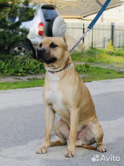 В дар Американский питбультерьер