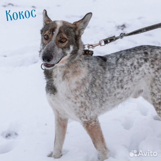 Много собачек(приют)