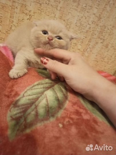 Шотландские котята