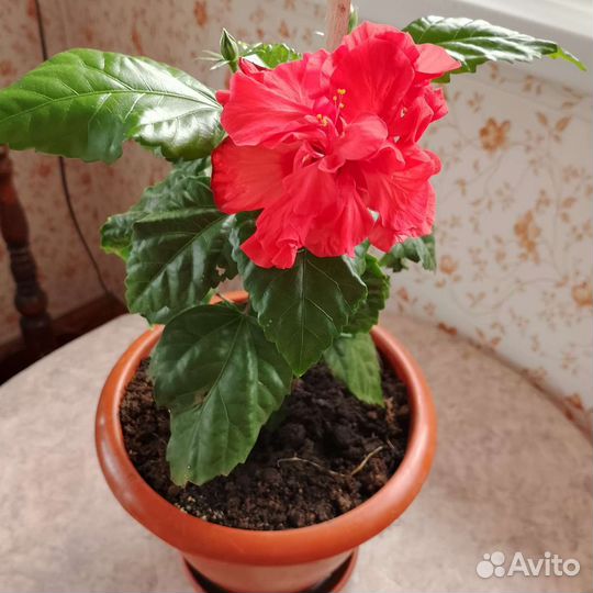 Цветок китайская роза