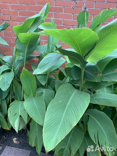 Цветы канны красные (клубни)