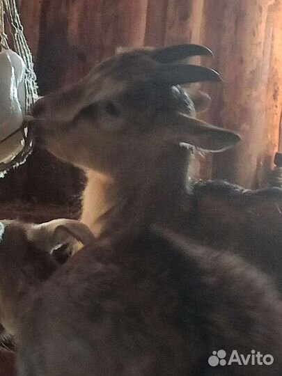 Козёл процентный нубоальп и козлёнок