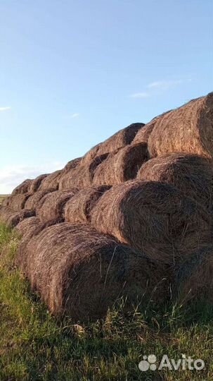 Продам сено в рулонах