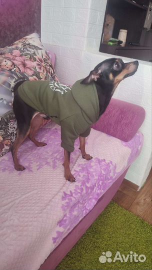 Русский той-терьер вязка