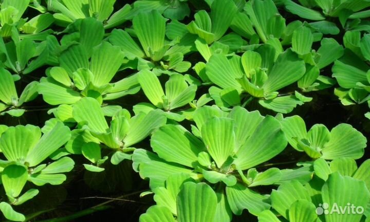 Пистия (водное растение)