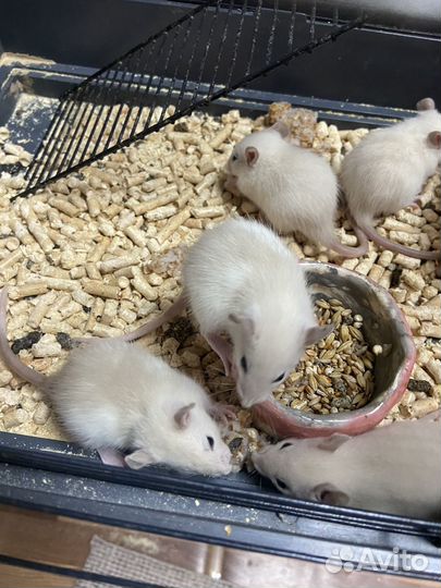 Крыски Дамбо.Красавчики )